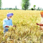 Alleviate Wheat Farmers'